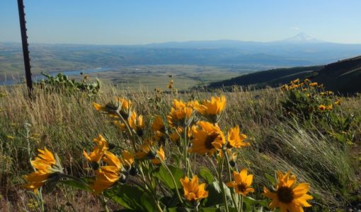 View from the top of Stacker Butte Trail