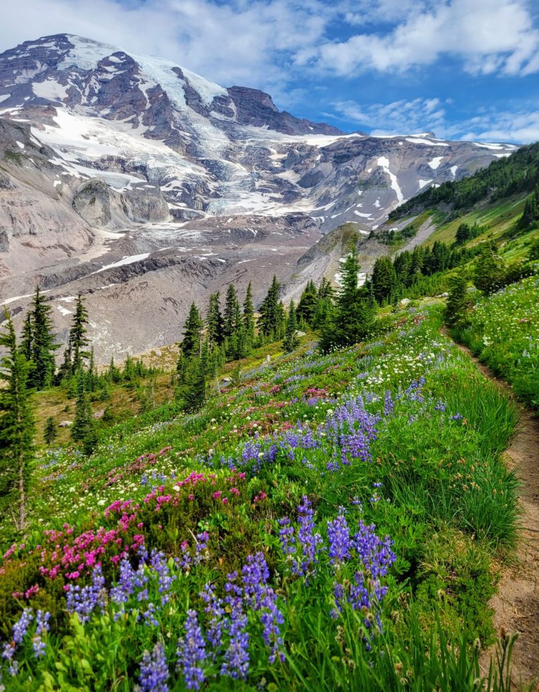 Mt Rainier- Paradise Glacier Trail - WineHikes